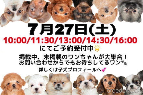 成約済の茨城県のミニチュアダックスフンド(ロングヘアード)-320763の2枚目